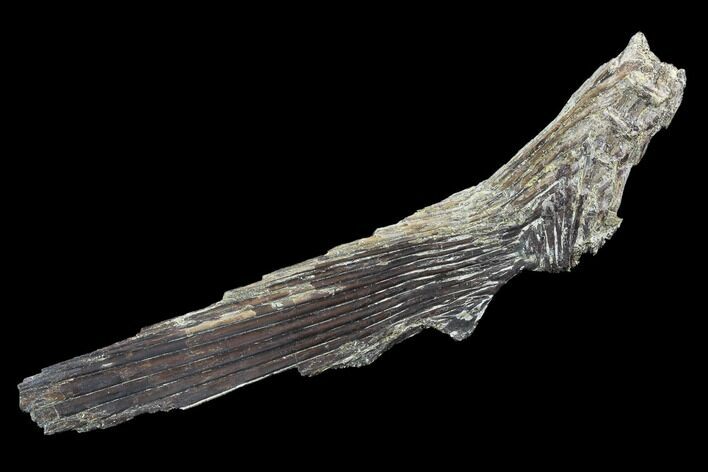 Ichthyodectes Caudal Fin & Associated Vertebrae - Kansas #93768
